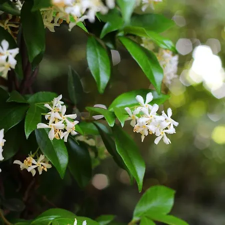 Valsabbion Διαμέρισμα *