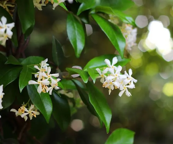 Valsabbion Lejlighed *