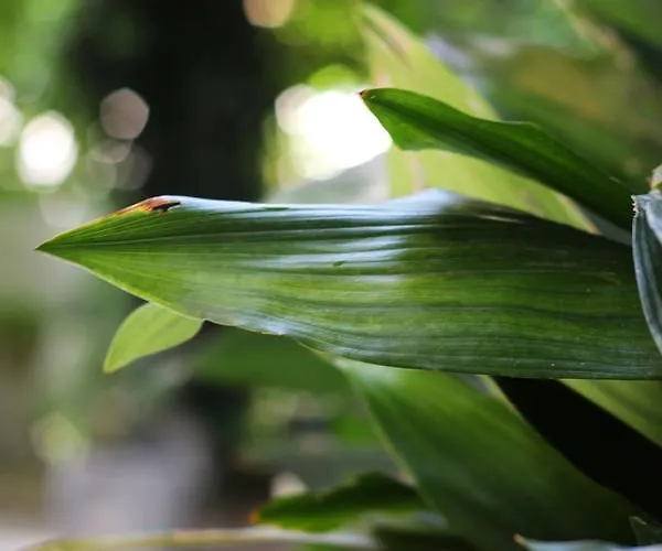 Valsabbion Lejlighed *